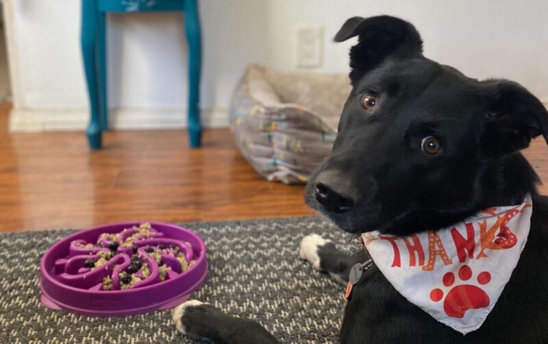 Do You Know if Your Dog is Eating Too Much or Not Enough? Read to Learn