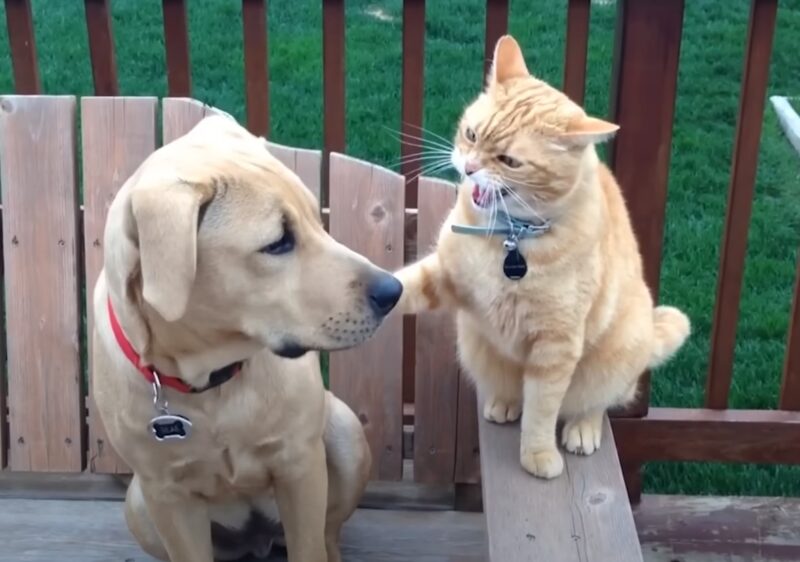 Dog and Cat Fight