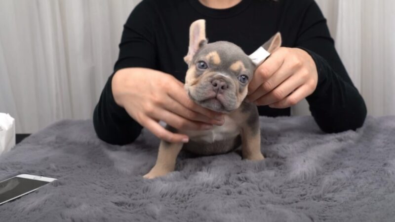 How to Tape Your Frenchies Ears