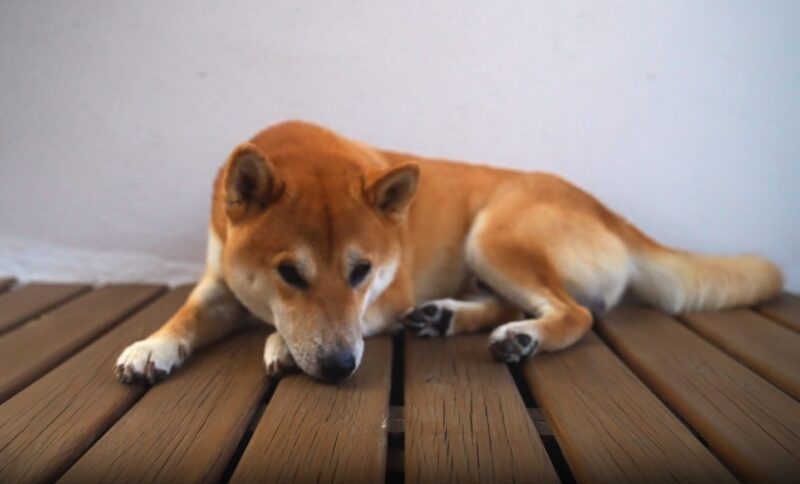 dogs can sense the approach of storms