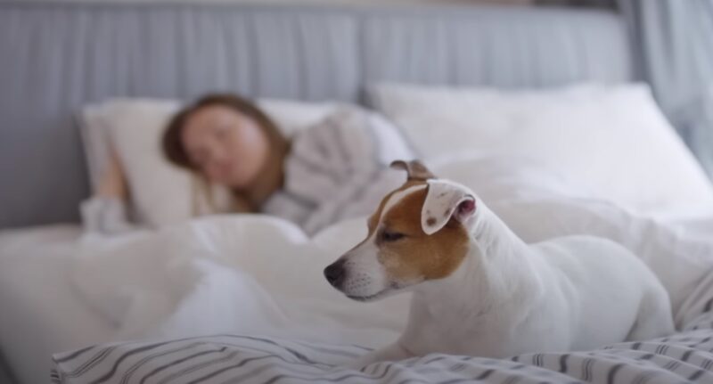 sharing bed with a dog